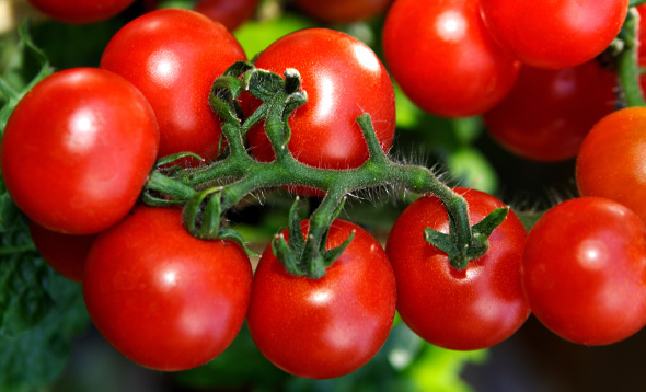 Rubies on the Vine